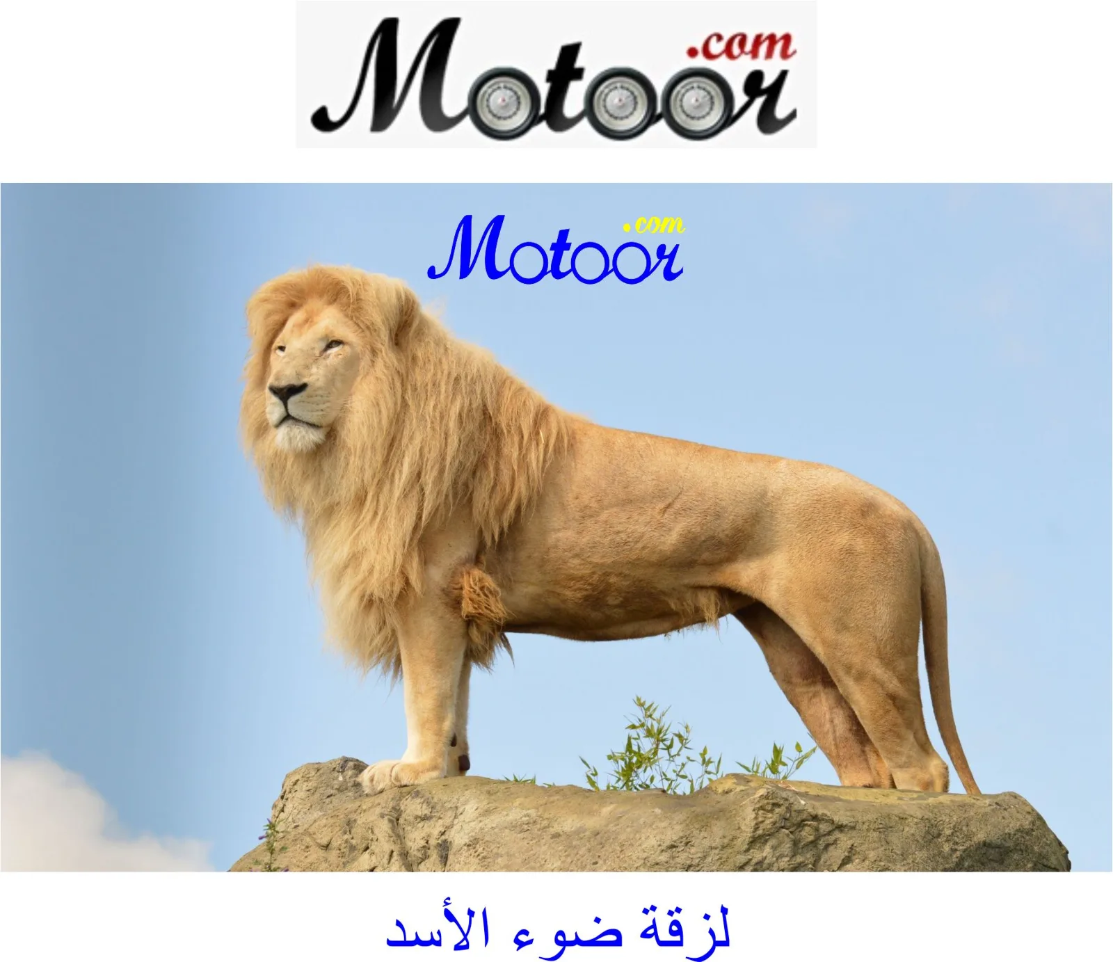 لزقة ضوء الأسد