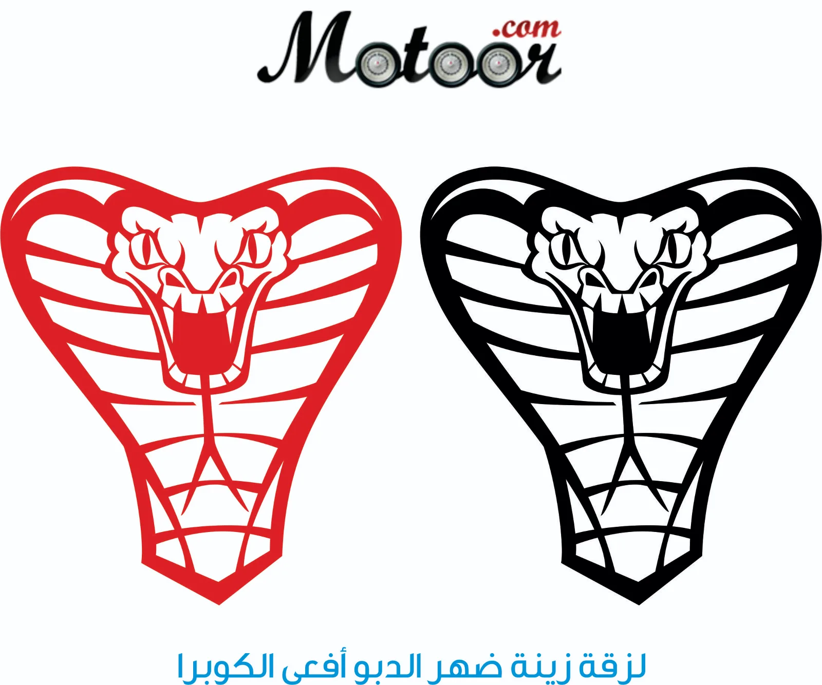 لزقة زينة ضهر الدبو أفعى الكوبرا